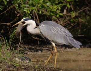 Reiger-wildvallen